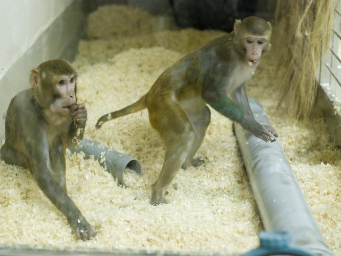 Enrichment | Macaques